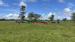 FINCA GANADERA EN VENTA BARRANCABERMEJA