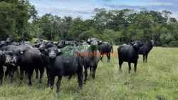 FINCA GANADERA EN VENTA BARRANCABERMEJA