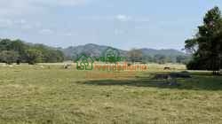 FINCA GANADERA EN VENTA SAN ALBERTO VIA SABANA DE TORRES