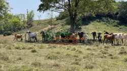 FINCA GANADERA EN VENTA SAN ALBERTO VIA SABANA DE TORRES