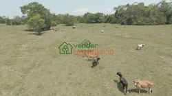 FINCA GANADERA EN VENTA SAN ALBERTO VIA SABANA DE TORRES