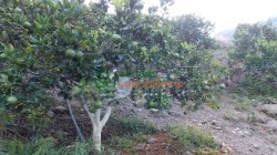 finca agricultora en venta tona via matanza