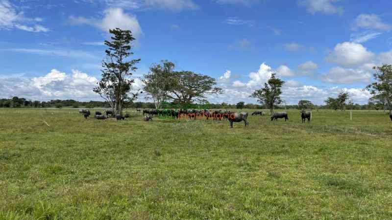 FINCA GANADERA EN VENTA BARRANCABERMEJA