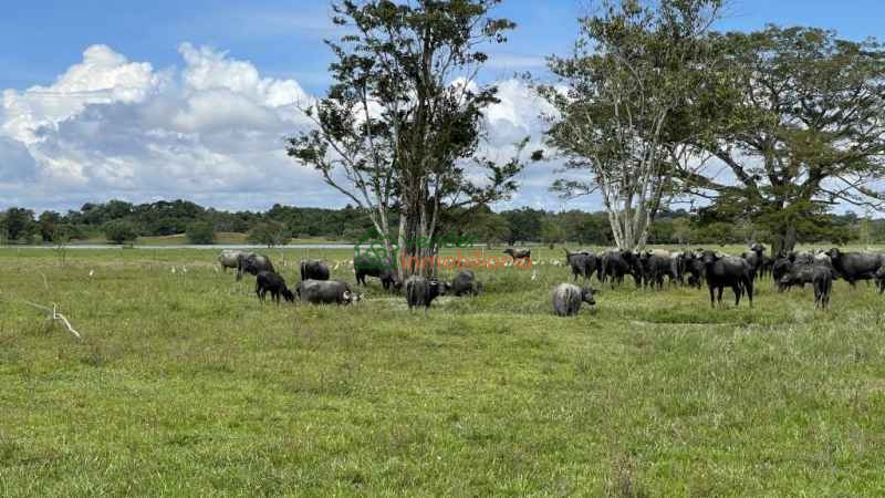 FINCA GANADERA EN VENTA BARRANCABERMEJA