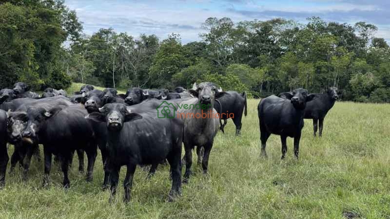 FINCA GANADERA EN VENTA BARRANCABERMEJA