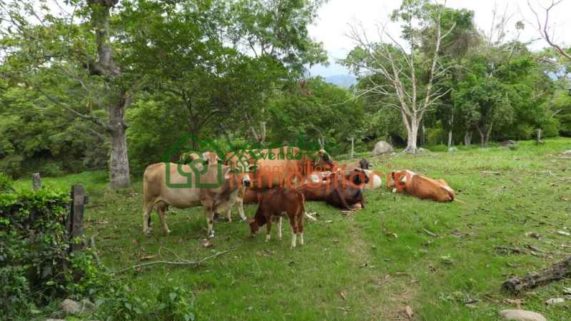 FINCA EN VENTA RIO FRIO ANILLO VIAL FLORIDABLANCA