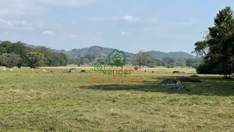 FINCA GANADERA EN VENTA SAN ALBERTO VIA SABANA DE TORRES