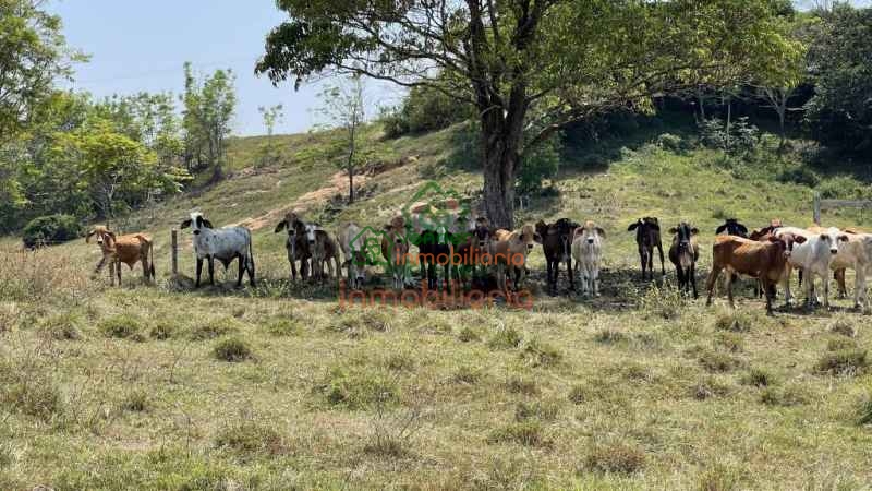 FINCA GANADERA EN VENTA SAN ALBERTO VIA SABANA DE TORRES