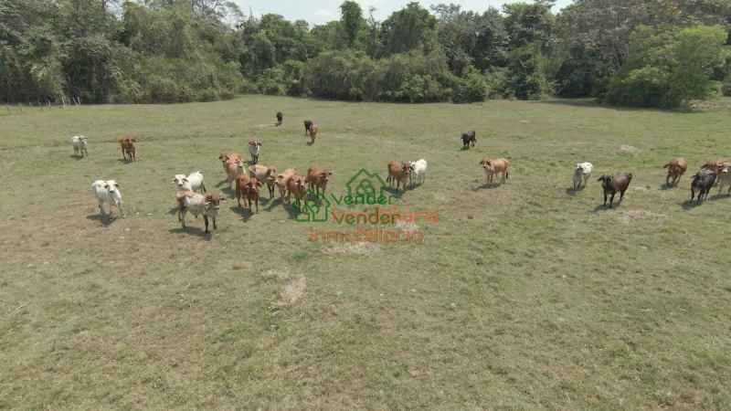 FINCA GANADERA EN VENTA SAN ALBERTO VIA SABANA DE TORRES