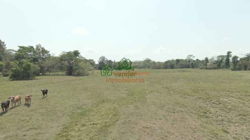 FINCA GANADERA EN VENTA SAN ALBERTO VIA SABANA DE TORRES